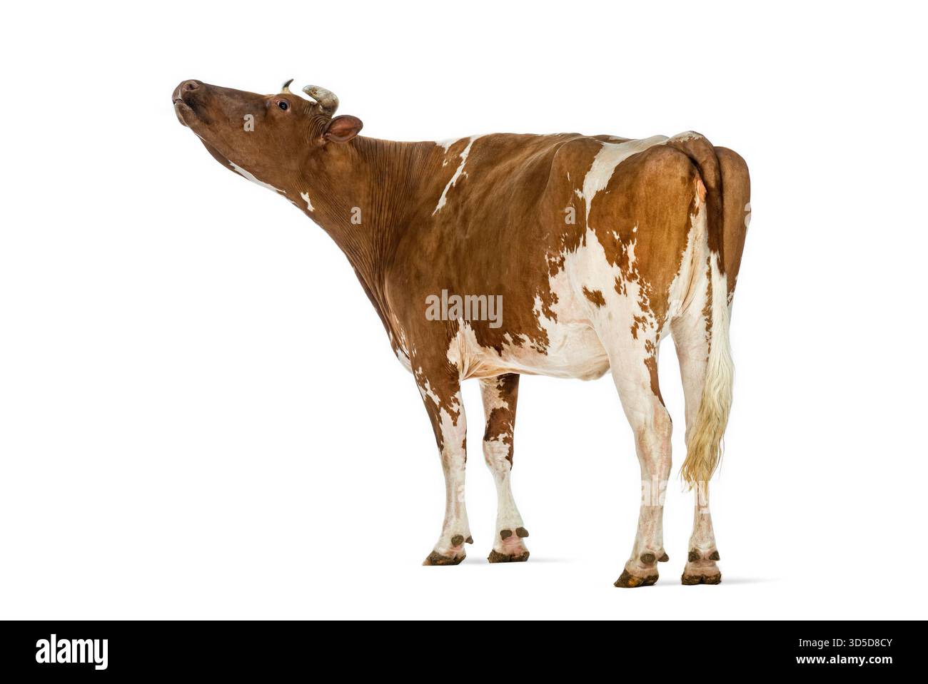 Vue de côté d'une vache brune et blanche levant la tête et sourçant, isolée sur fond blanc Banque D'Images