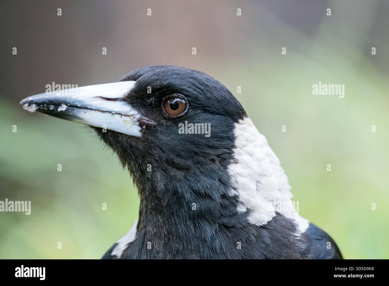 Pie australienne, Cracticus tibicen, Teddy's Lookout, Victoria, Australie Banque D'Images