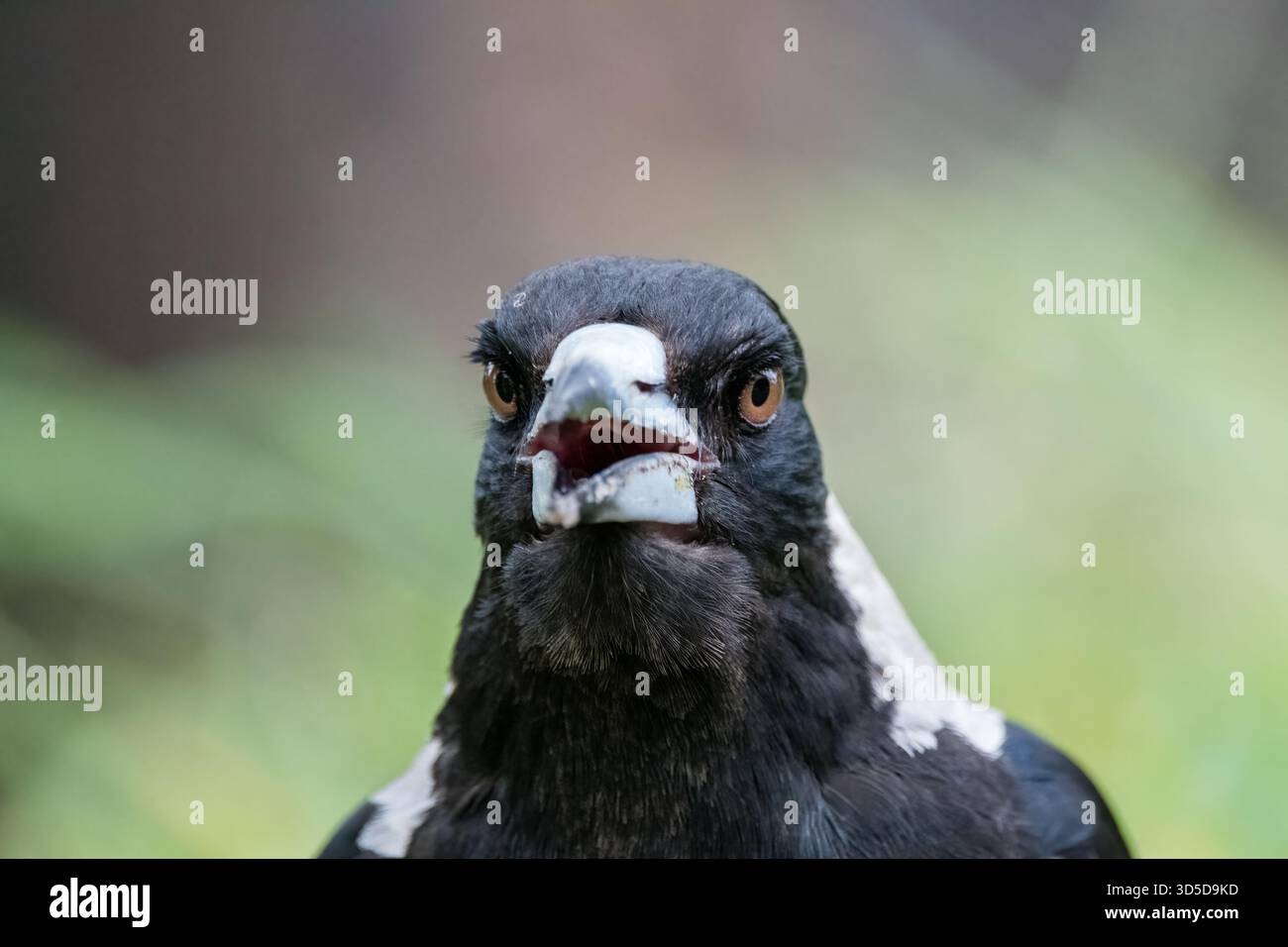 Magpie australienne, Cracticus tibicen, Teddy's Lookout, Lorne, Victoria, Australie Banque D'Images
