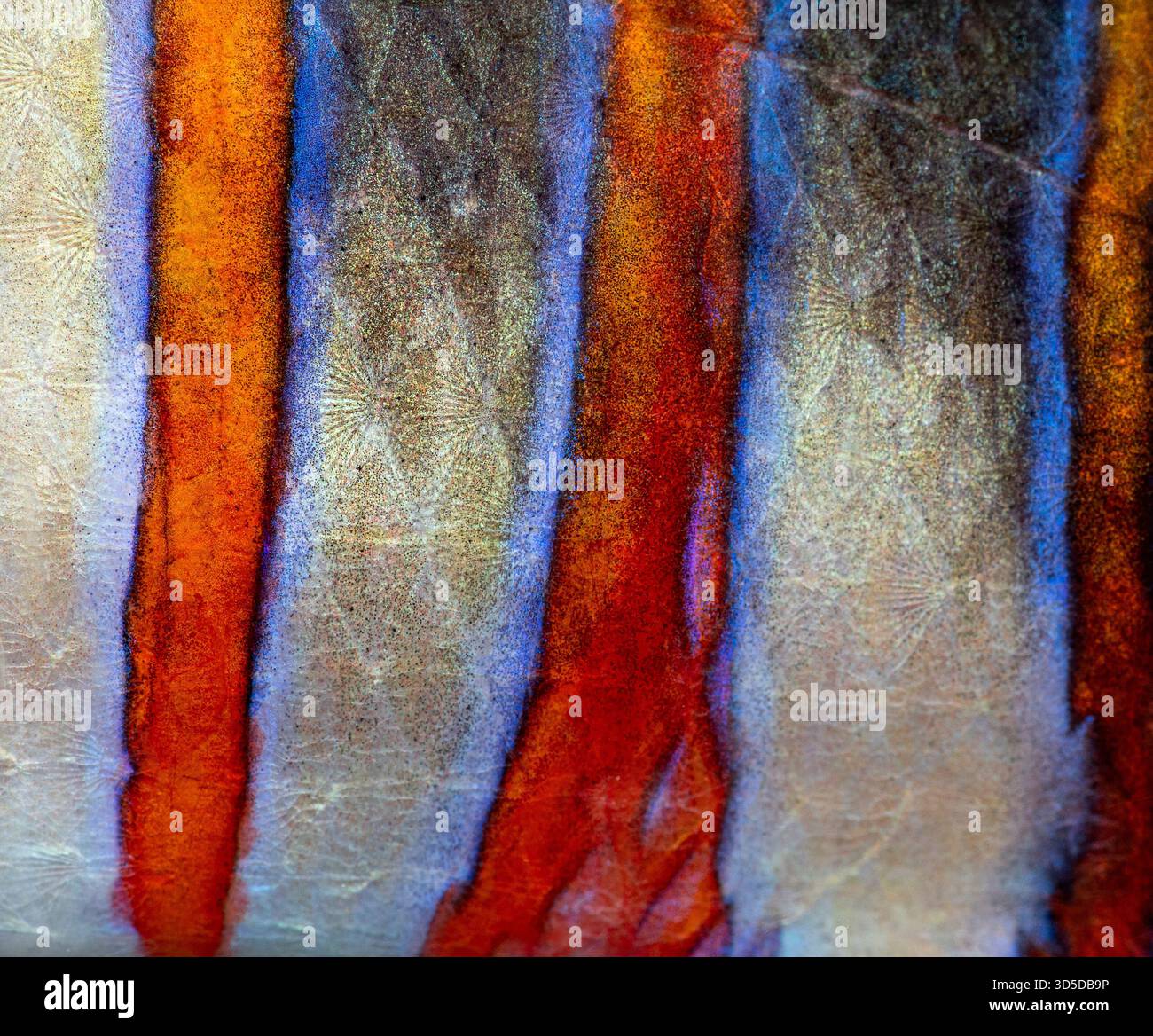 Gros plan sur la peau de tuskfish arlequin révélant de belles rayures orange et bleues avec des motifs d'écailles complexes Banque D'Images