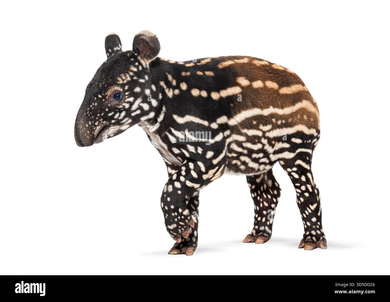 Plan studio d'un jeune tapir malaisien, tapirus indicus, marchant sur fond blanc Banque D'Images