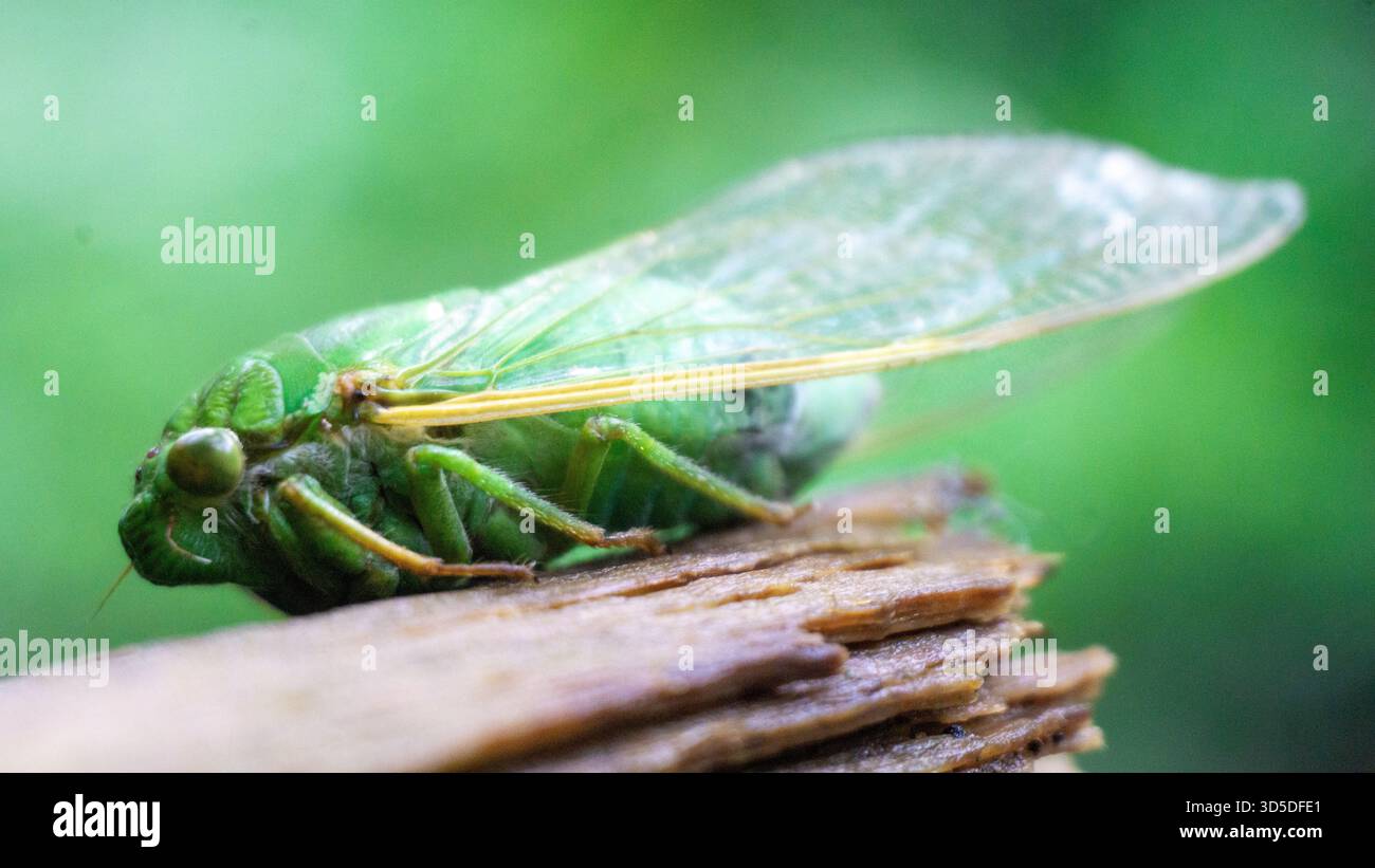 Les cigales (Tonggeret, Tonggeret, garengpung, kinjeng tangis, cricket des arbres, jarflies). Indicateur environnemental naturel pour la pollution Banque D'Images