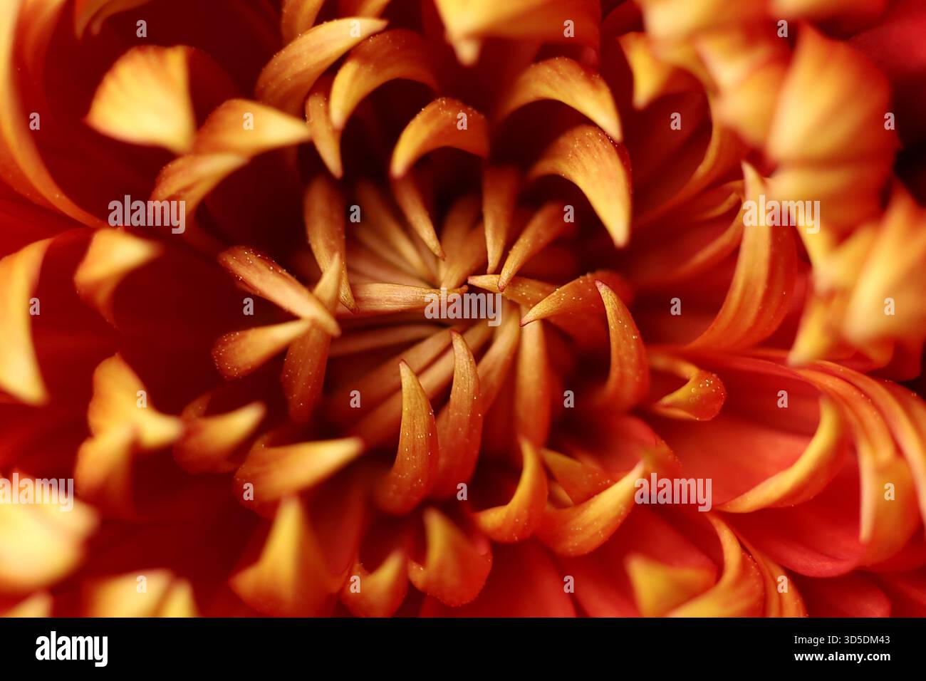 Une macro photographie d'un chrysanthème de jardin rouge et doré, mettant en valeur sa structure complexe de pétales et ses couleurs d'automne vibrantes. La perspective de gros plan Banque D'Images
