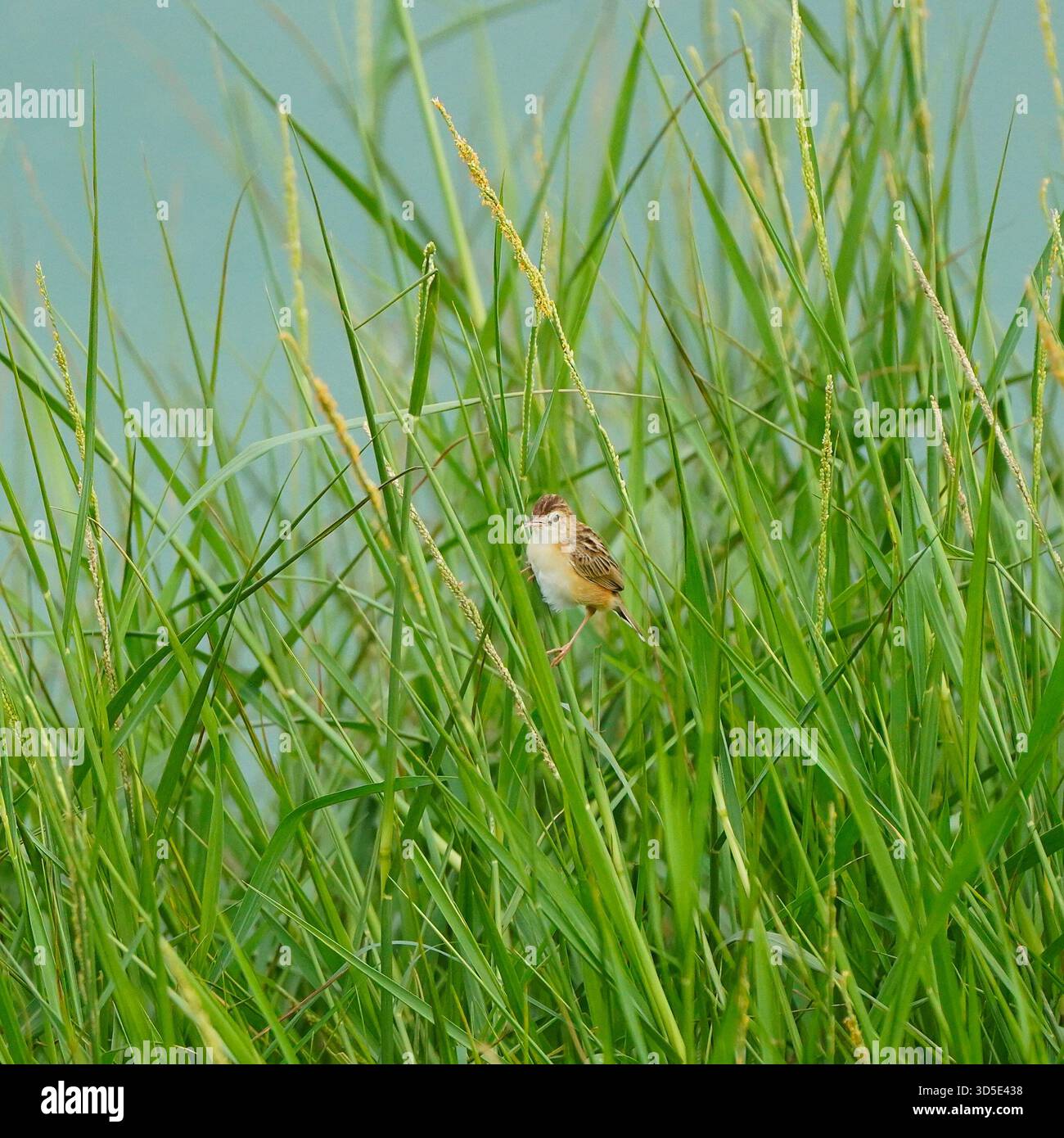 parulle fantail strié perché sur une herbe ting dans un buisson Banque D'Images