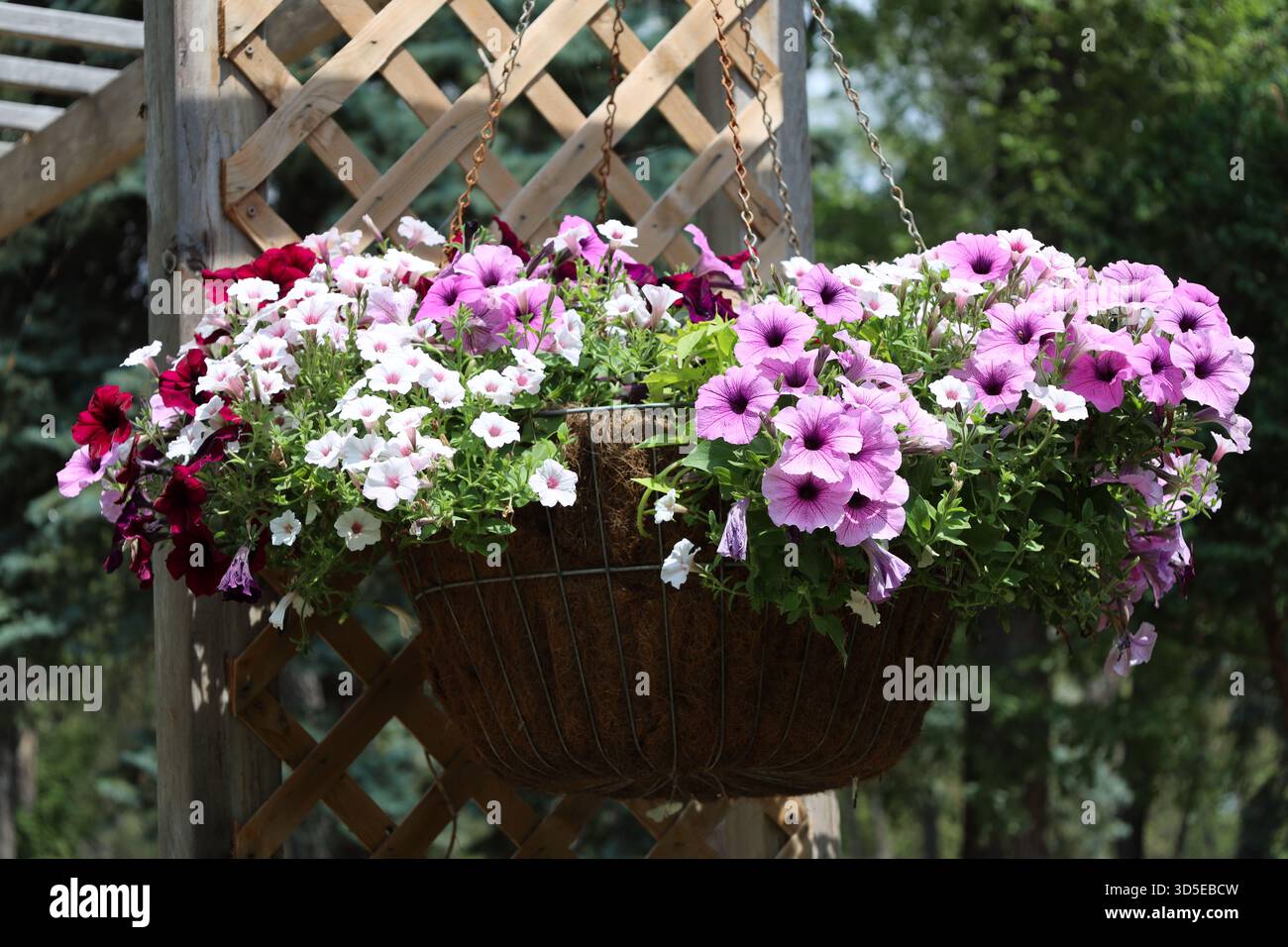 gros plan panier de fleurs suspendues éclatant de pétunia rouge mauve mauve blanc en plein soleil d'été contre treillis en bois Banque D'Images