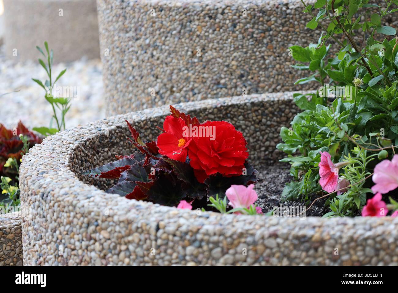 fleur rouge vif, centre doré, vert foncé, feuilles de marron violet dans une jardinière en béton (gros plan) Banque D'Images