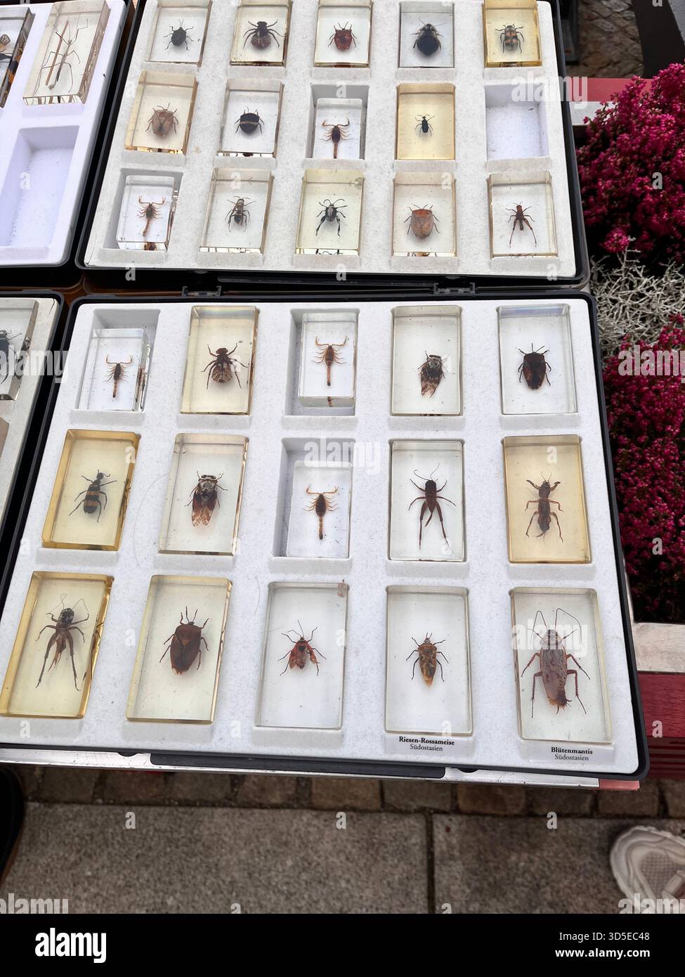 Une collection d'insectes conservés présentés dans des boîtes d'exposition à un étal de marché à Wrocław, en Pologne. T - Image de stock capturée avec un smartphone