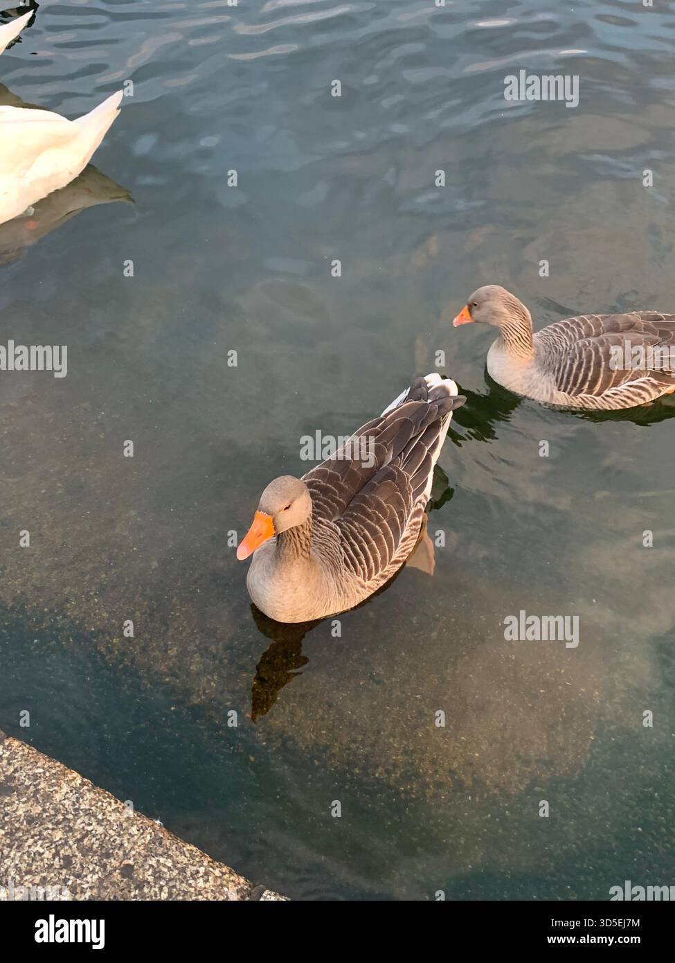 Une vue rapprochée d'une oie glissant sur l'eau de la Serpentine à Hyde Park, Londres, Angleterre. - Image de stock capturée avec un smartphone