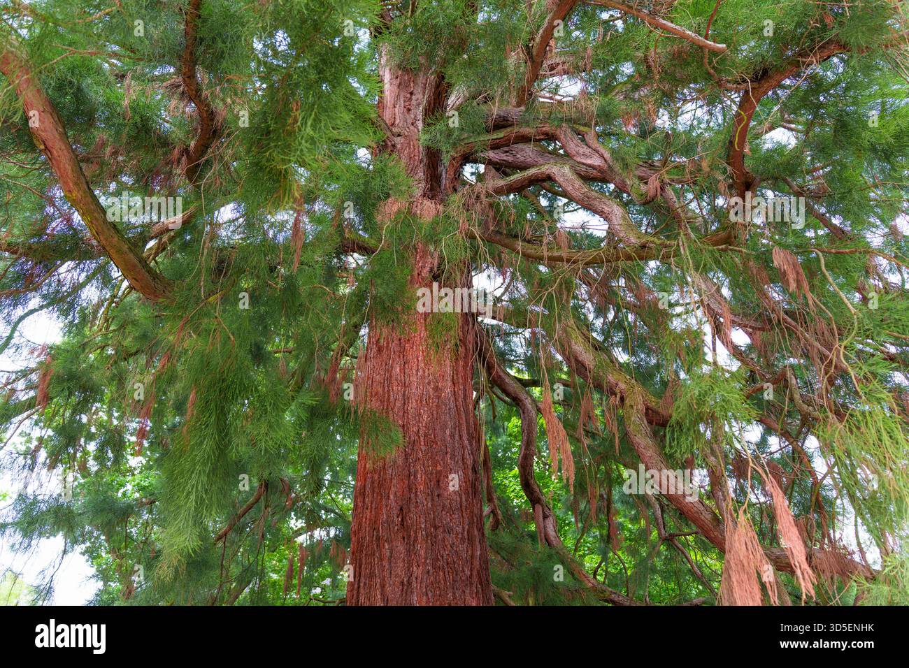Imposant séquoia californien avec un tronc épais et des branches expansives, entouré de feuilles vertes vibrantes contre un ciel clair dans Rosenhoehe Park. Banque D'Images
