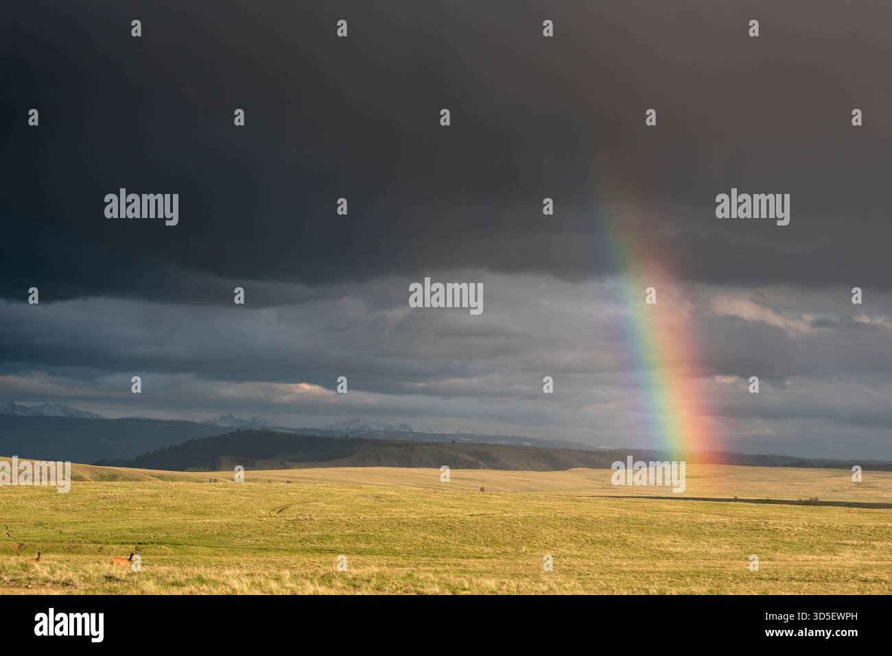 Wapitis et arc-en-ciel, TNC Zumwalt Prairie Preserve, Oregon. Banque D'Images