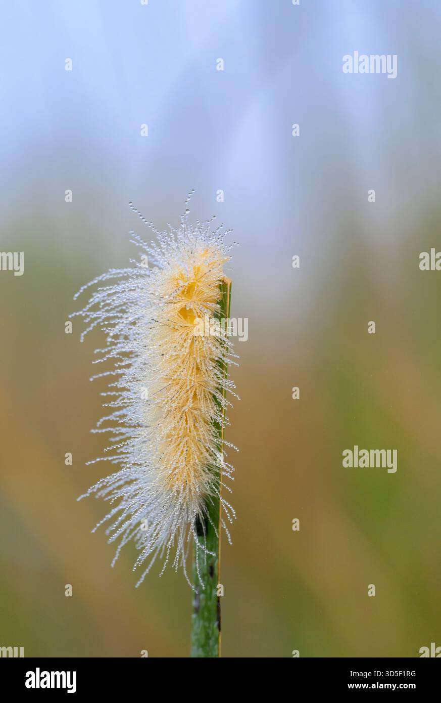 Chenille de la teigne du tigre de Virginie (Spilosoma virginica) au matin brumeux couvert par des gouttes d'eau, parc d'État de Brazos Bend, Texas, États-Unis. Banque D'Images
