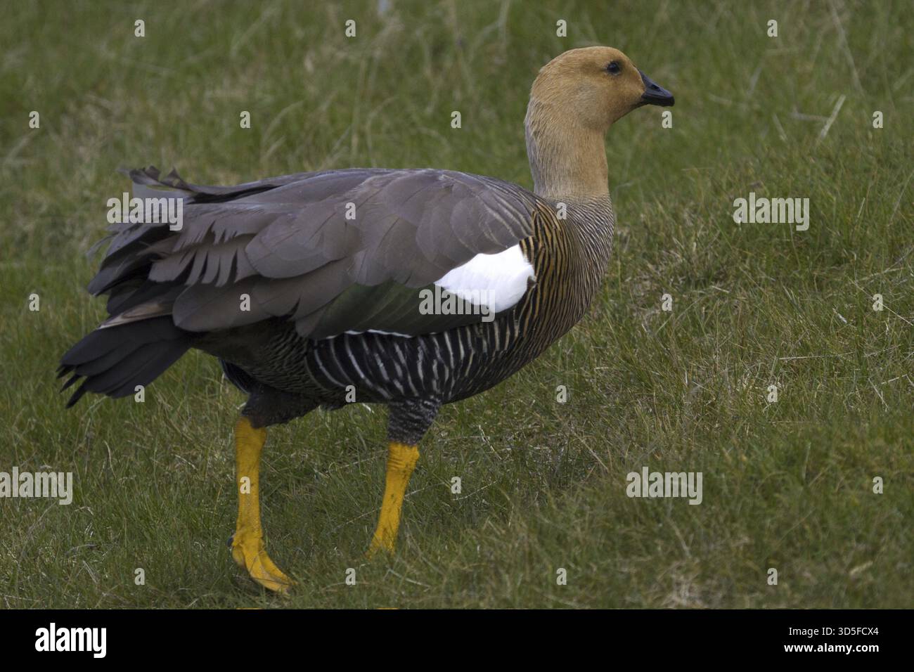 Oie à tête rouge Chloephaga rubidiceps Ruddy tête d'oie Banque D'Images