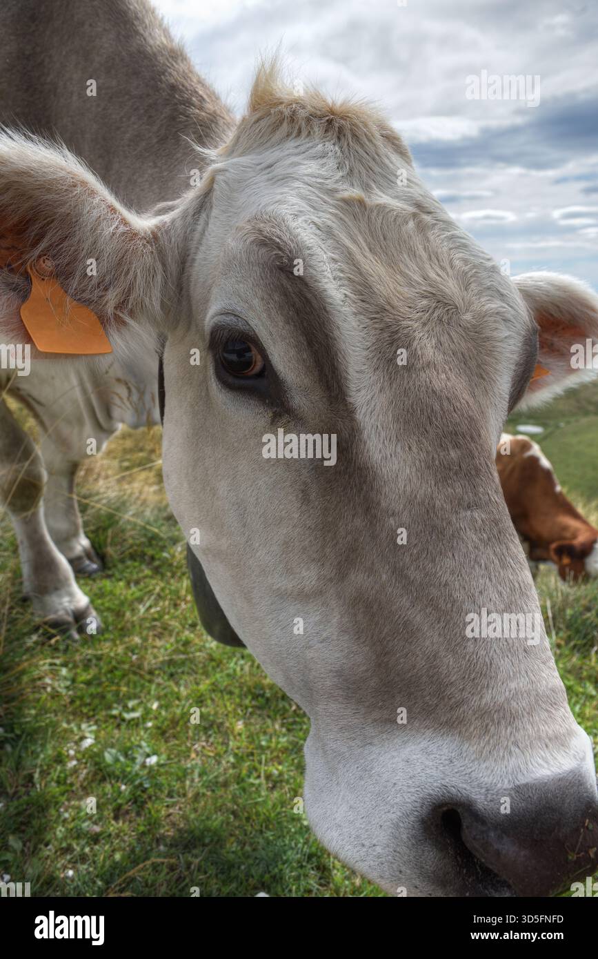 Gros plan portrait d'une jeune vache. Banque D'Images