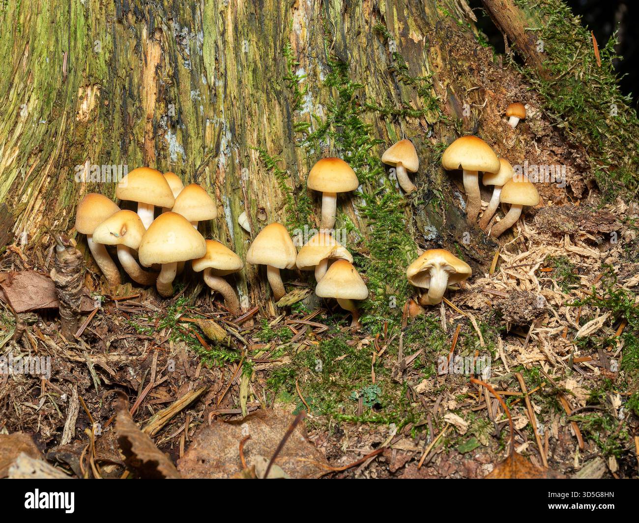 Grappe de petits champignons poussant sur une souche d'arbre en décomposition. Québec, Canada Banque D'Images
