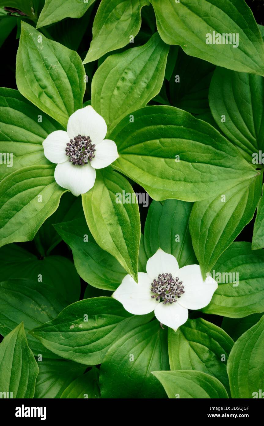 Floraison de cornouiller canadien dans la forêt ancienne du nord-ouest du Pacifique, parc national North Cascades, Washington, États-Unis Banque D'Images