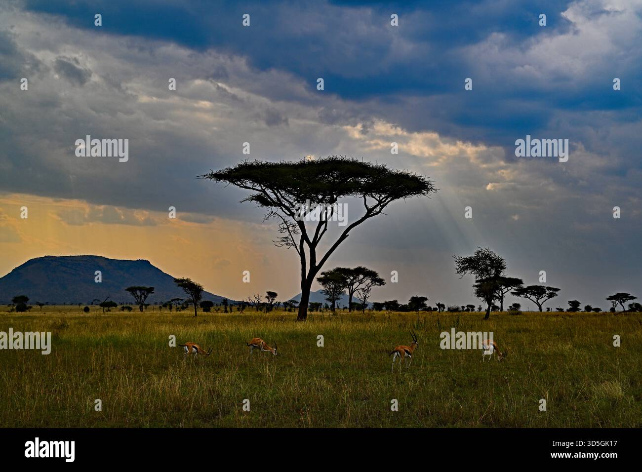 Impala broutant autour d'un arbre d'acacia africain Banque D'Images