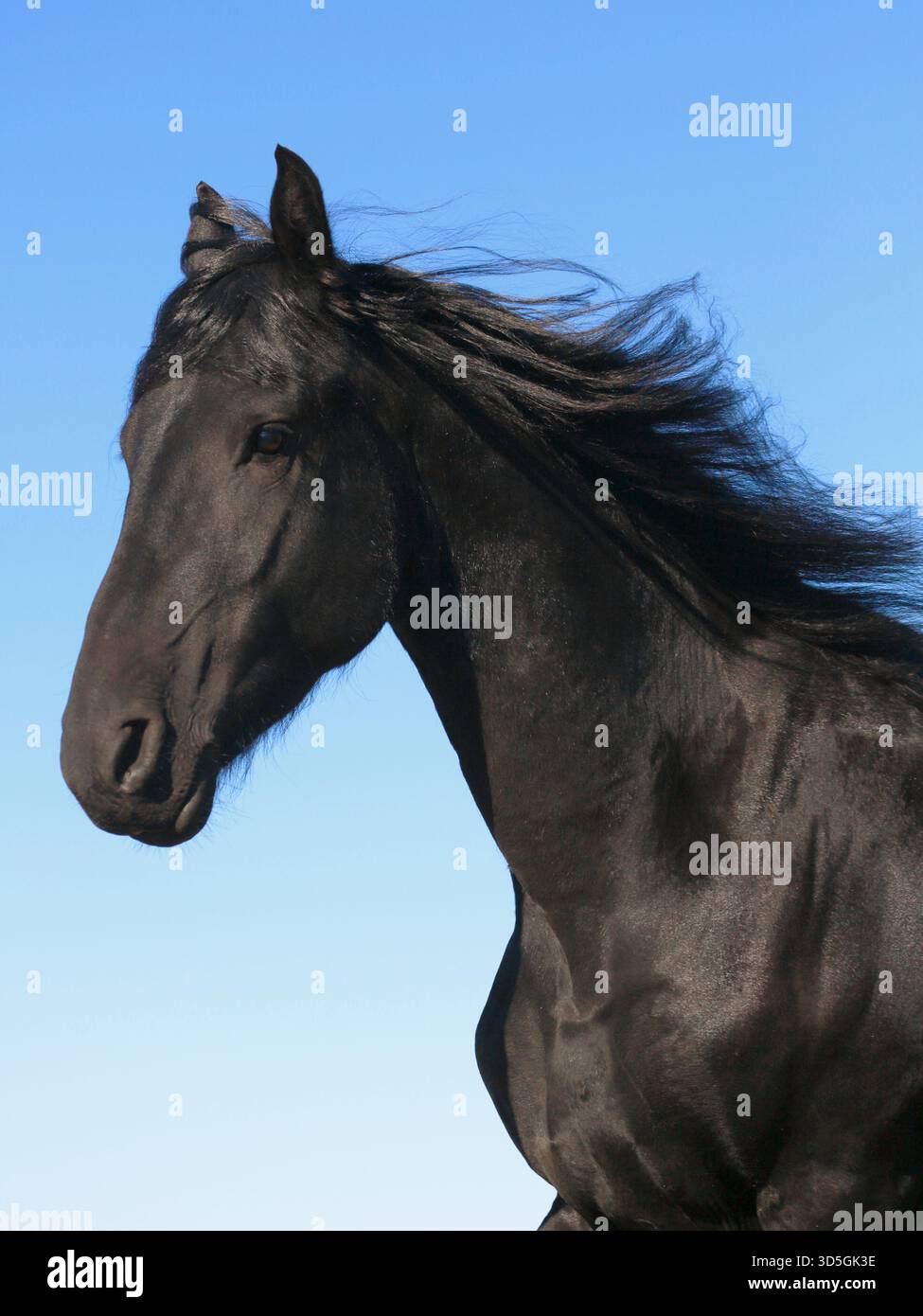 Gros plan d'un étalon de cheval frison Banque D'Images