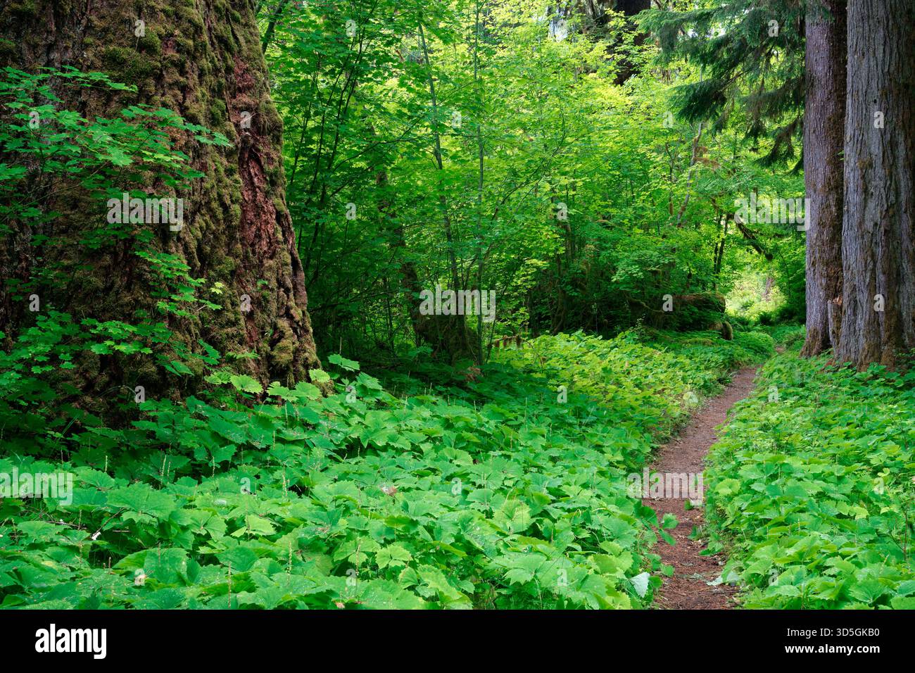 HOH River Trail traversant une forêt tropicale tempérée ancienne, Olympic National Park, Jefferson County, Washington, États-Unis Banque D'Images