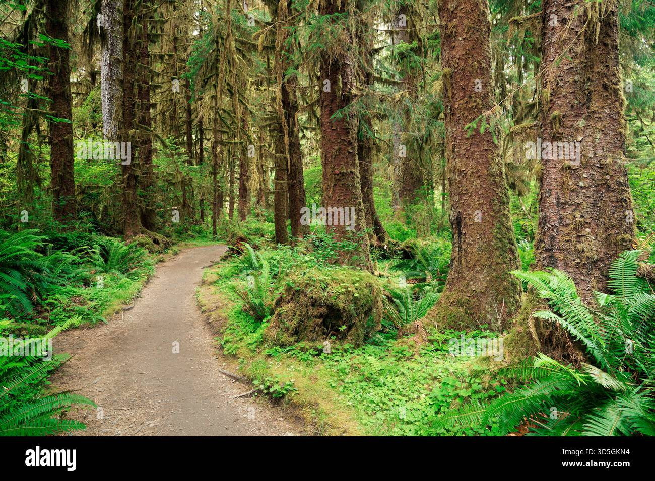 Sentier de la rivière HOH à travers une ancienne forêt pluviale tempérée d'épinette de Sitka, Parc National Olympique, comté de Jefferson, Washington, États-Unis Banque D'Images
