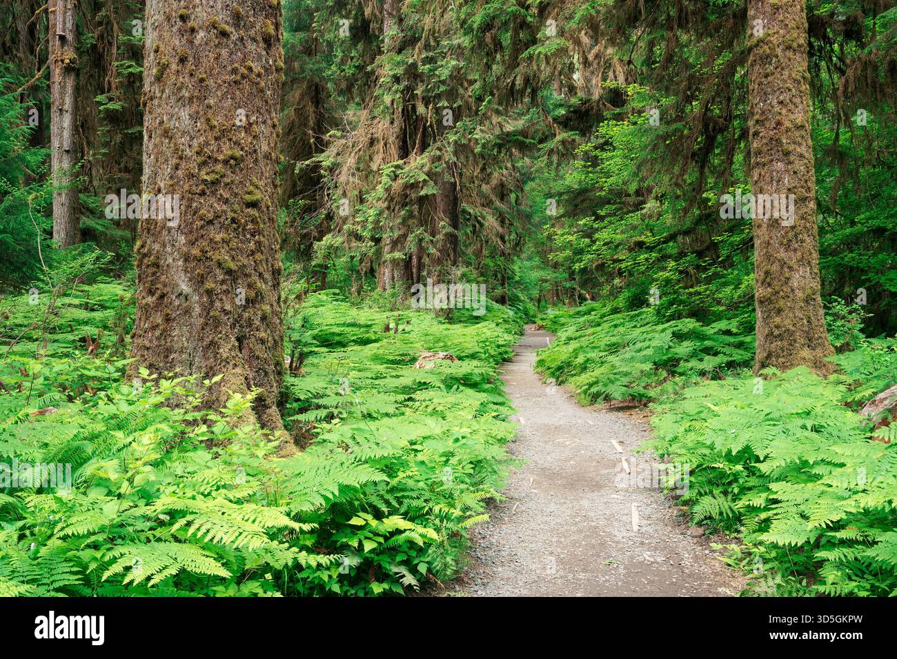 Sentier de la rivière HOH à travers une ancienne forêt pluviale tempérée d'épinette de Sitka, Parc National Olympique, comté de Jefferson, Washington, États-Unis Banque D'Images
