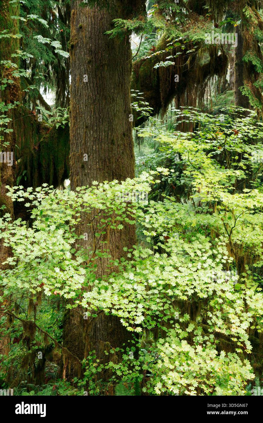 Des branches d'érable de vigne surmontent le tronc d'un énorme arbre de pruche de l'Ouest dans une forêt pluviale tempérée, Sam's River Loop Trail, Queets Rainfor Banque D'Images