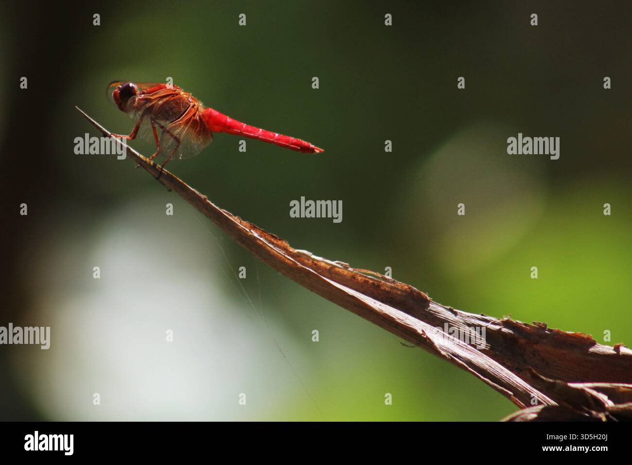 Libellule écrémé écarlate (Crocothemis servilia) Banque D'Images