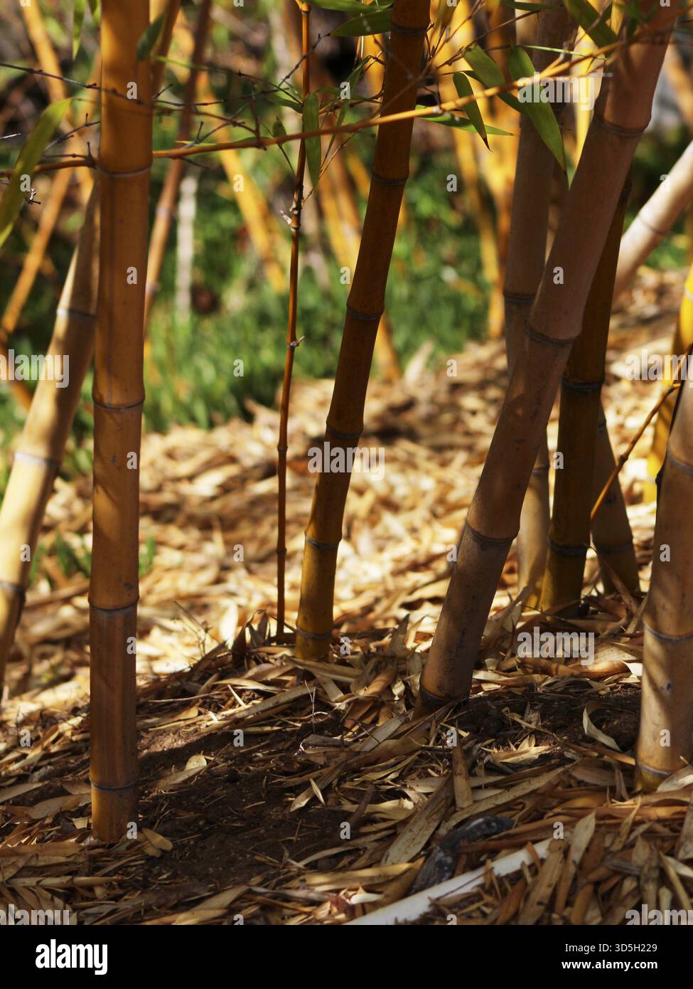 Fall Garden Walk Banque D'Images