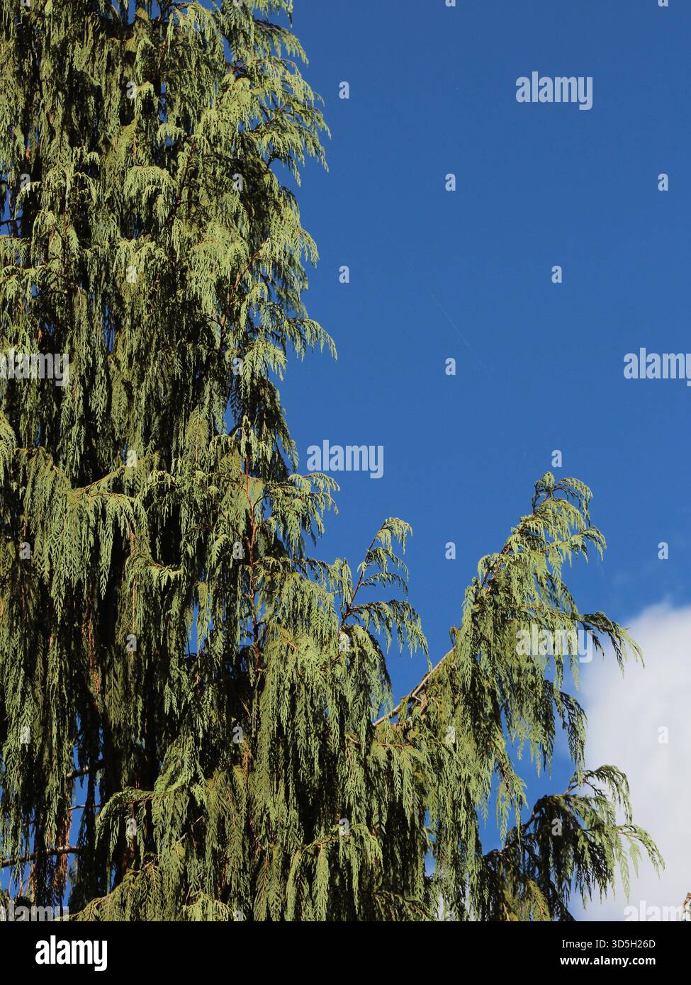 Fall Garden Walk Banque D'Images