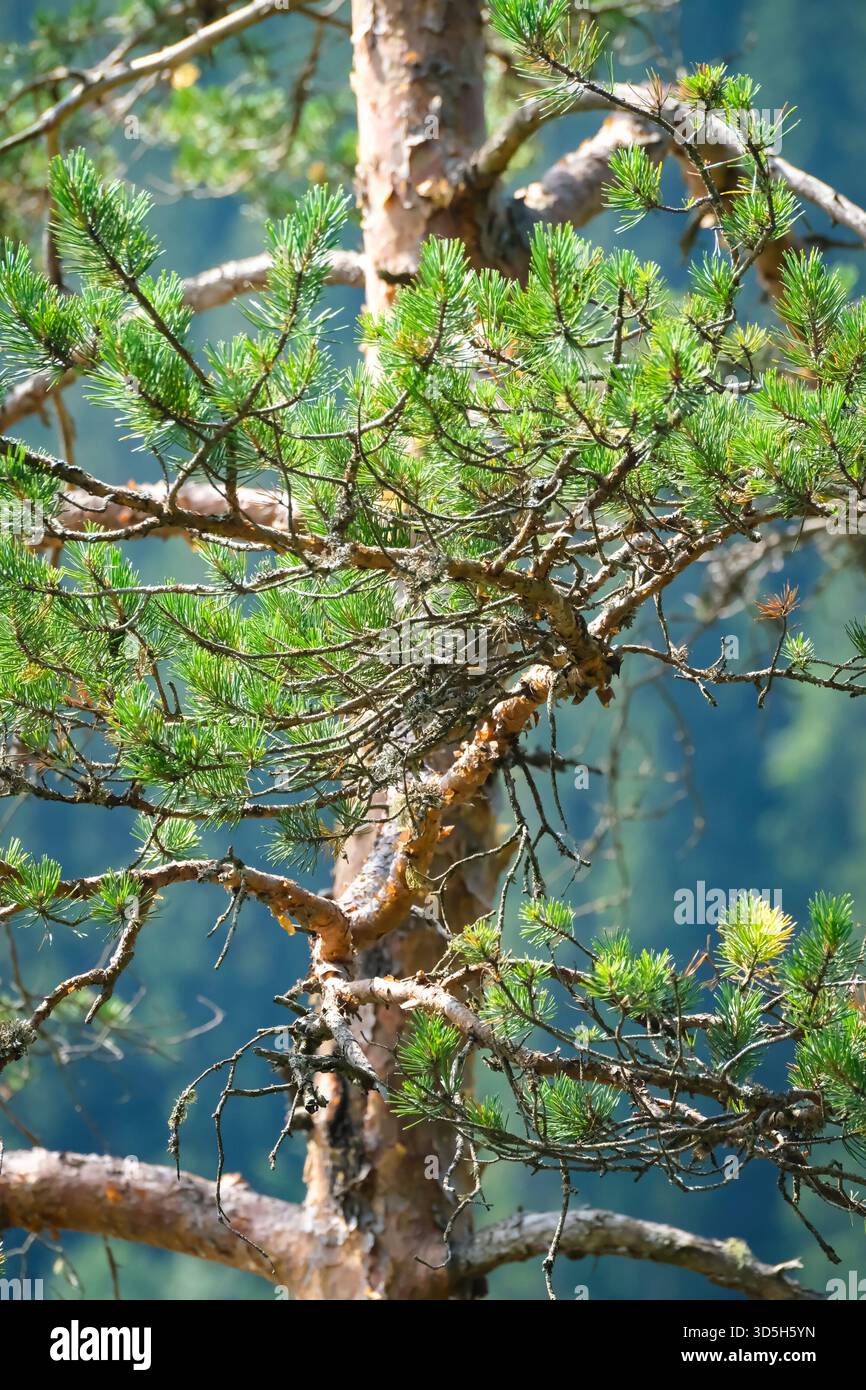 Pin, Pinus nigra, sur fond de forêt Banque D'Images