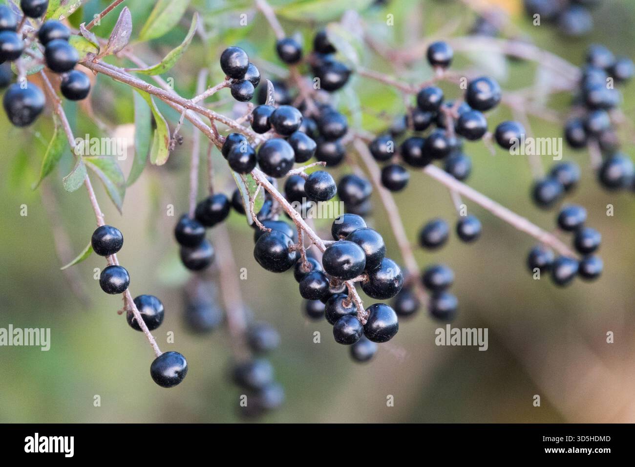 Noir, baies fruits mûrissant graines fruits fruits Gone Seed fruit Berry, Ligustrum vulgare, Privet commun Privet européen Privet sauvage Banque D'Images