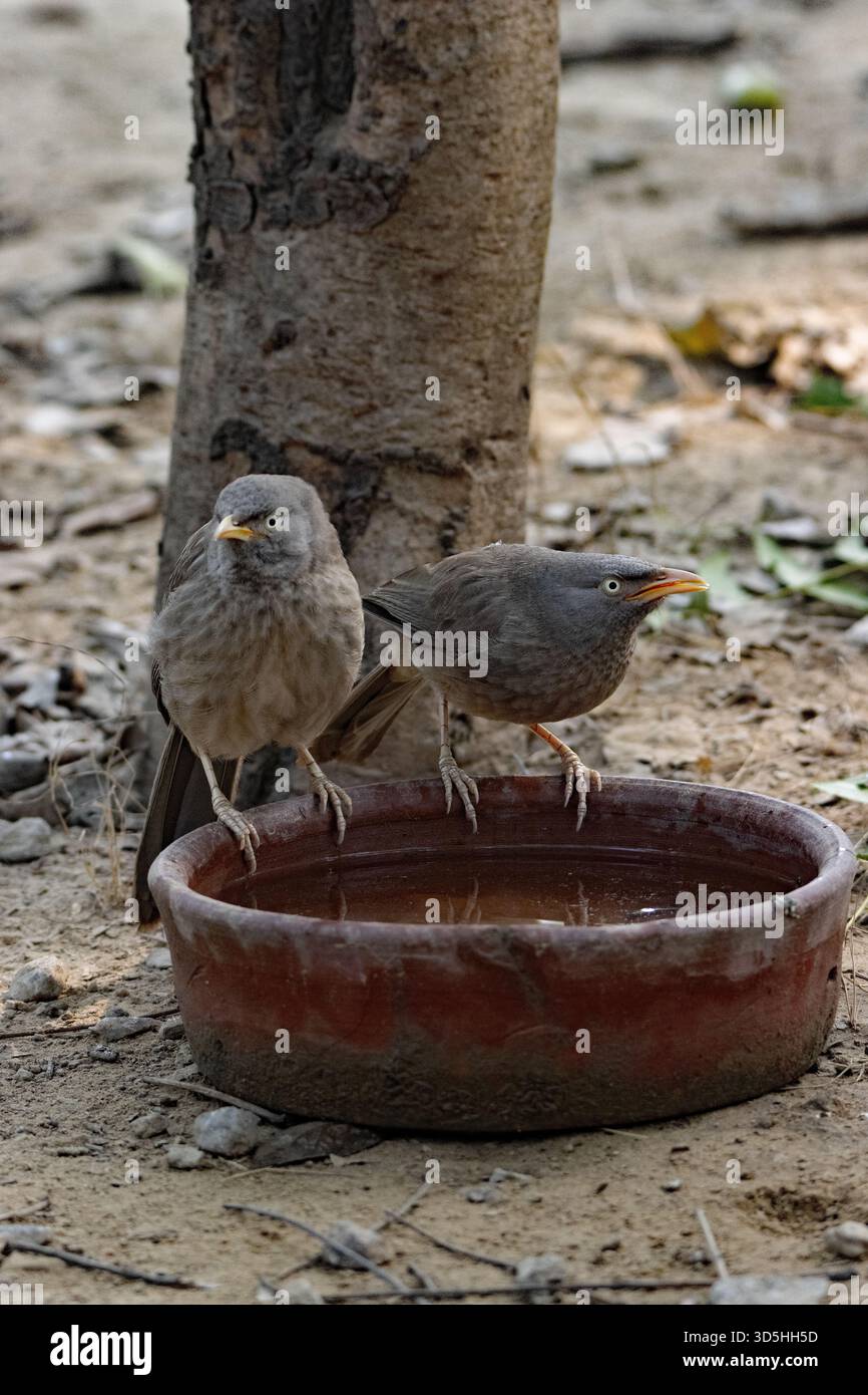 Paire de Jungle Babbler (Argya striata) buvant dans un bol d'eau brune Banque D'Images