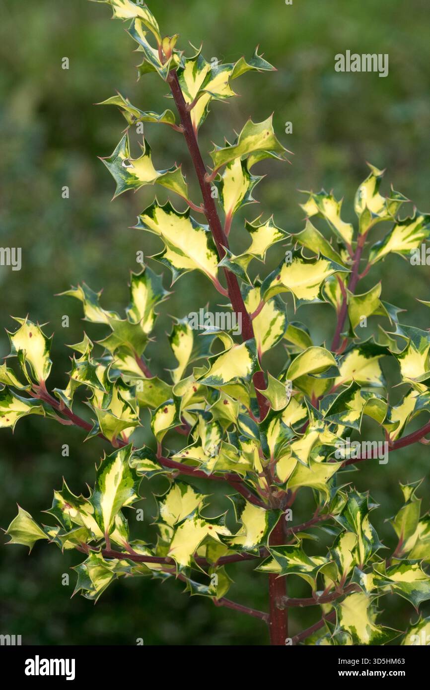 Houx anglais, Ilex aquifolium 'Golden Milkboy' jeunes branches vert violacé ; feuilles variées, inégales, avec une grande tache jaune clair au centre Banque D'Images