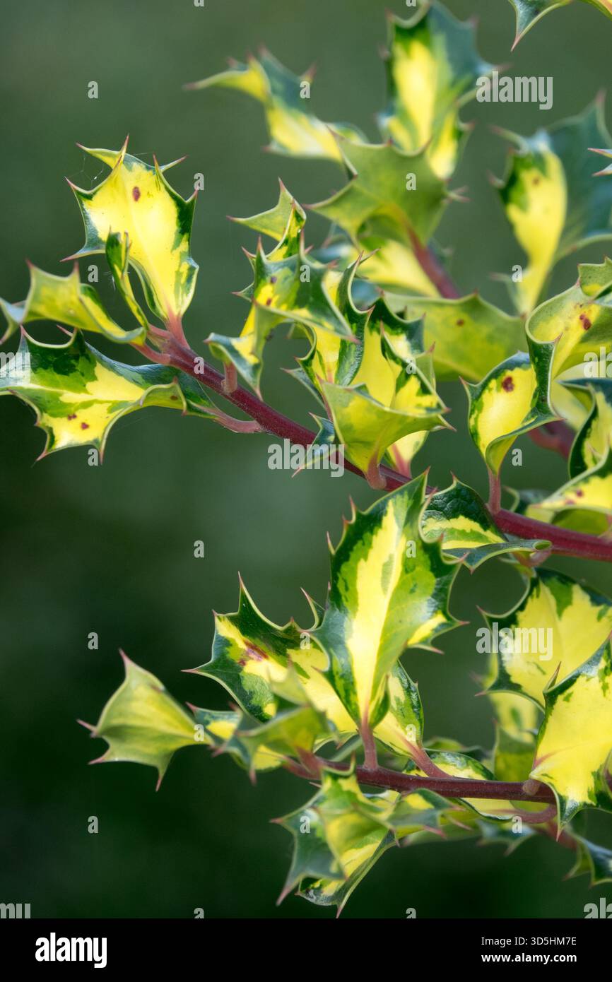 Houx anglais, Ilex aquifolium 'Golden Milkboy' Banque D'Images