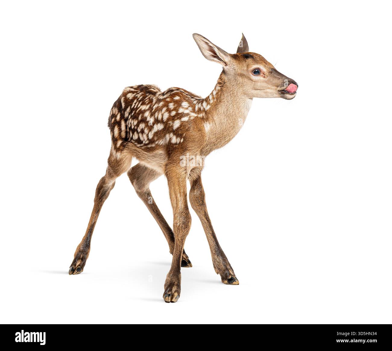 Adorable fauve de cerf rouge, cervus elaphus, âgé de quelques heures seulement, sortant sa langue, isolé sur blanc Banque D'Images