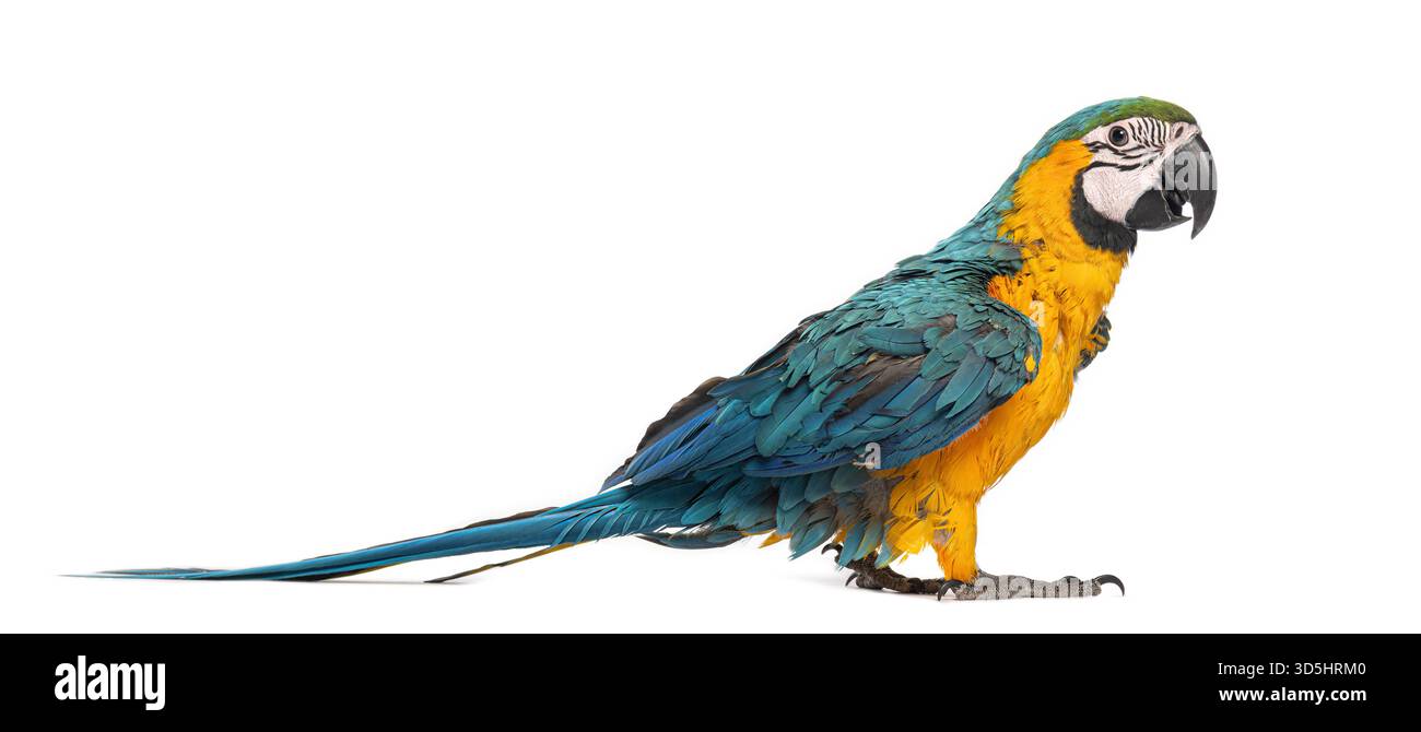 Jeune aras coloré debout sur un fond blanc, montrant ses plumes bleues, jaunes et vertes éclatantes Banque D'Images