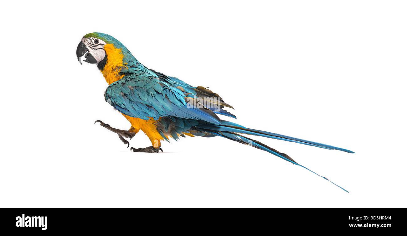 Jeune aras bleu et jaune - ara ararauna - marchant sur fond blanc, isolé Banque D'Images