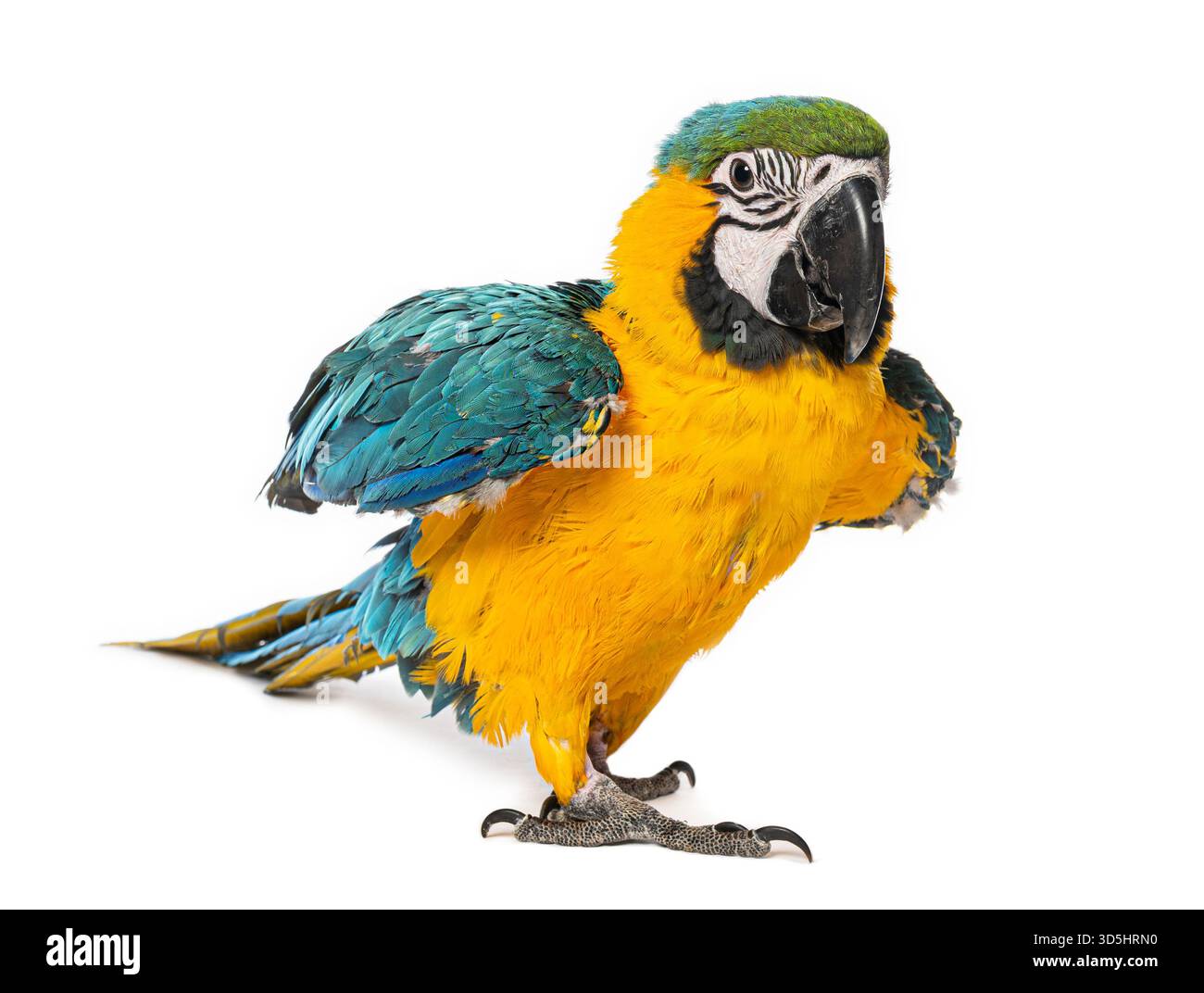 Jeune aras debout, montrant ses plumes bleues vives, jaunes et vertes sur un fond blanc Banque D'Images