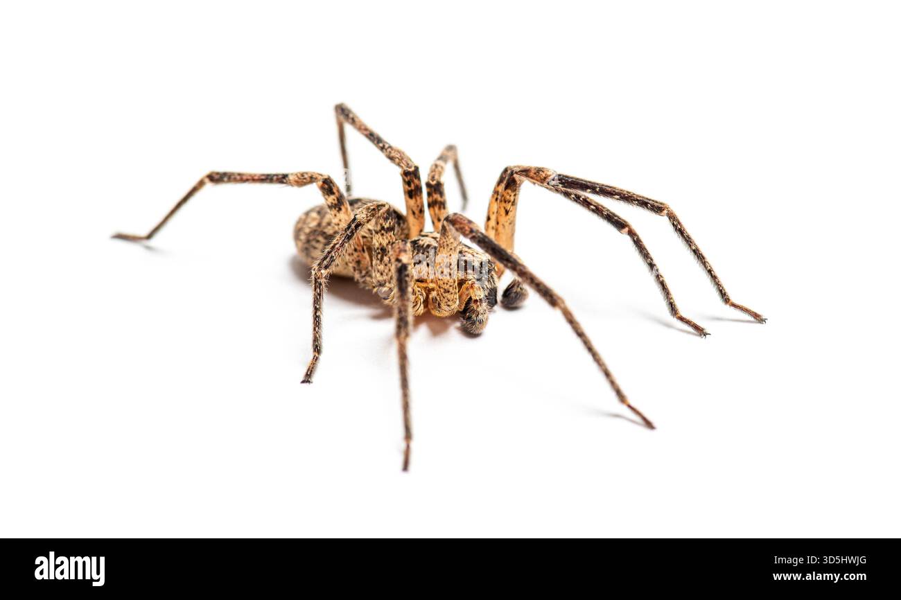 Araignée Nosferatu mâle - zoropsis spinimana - rampant sur un fond blanc Banque D'Images