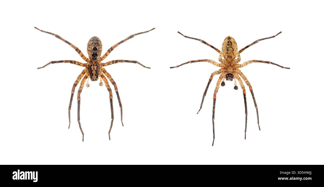 Araignée Nosferatu mâle, zoropsis spinimana, vue dorsale et ventrale, isolée sur blanc Banque D'Images