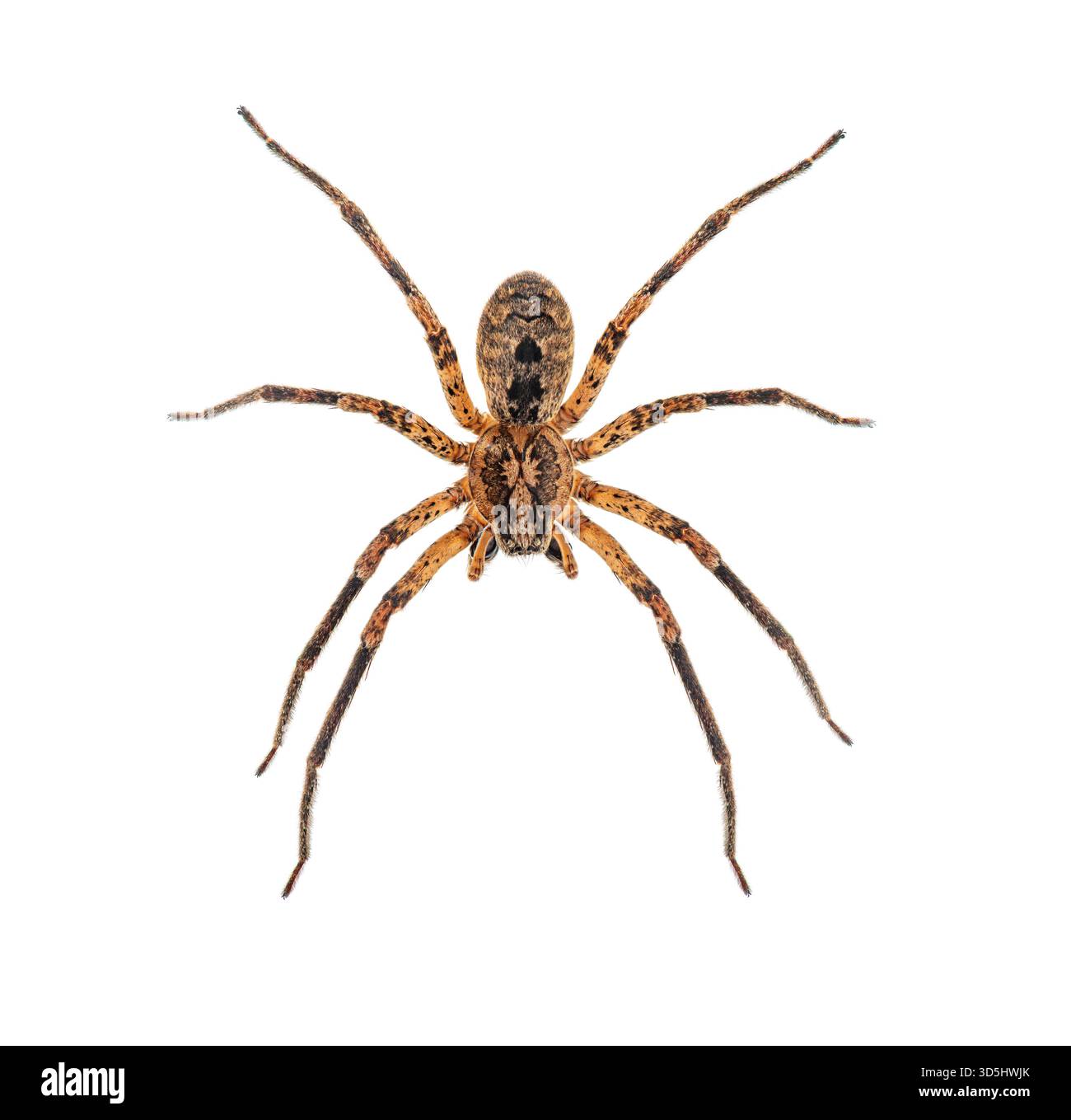 Face dorsale d'une araignée Nosferatu mâle, zoropsis spinimana, montrant ses crocs, isolée sur fond blanc Banque D'Images