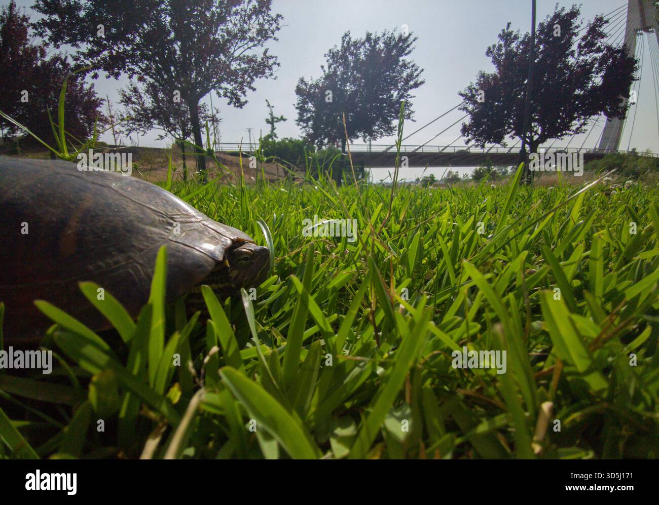 Une tortue coulissante à oreilles rouges reposant près de la rive de la rivière Guadiana. Espèce très envahissante au paysage urbain de Badajoz Banque D'Images