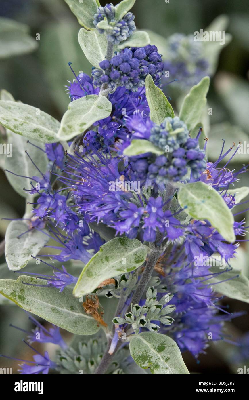Bluebeard Caryopteris 'Sterling Silver', Caryopteris Flower Garden Flowers Blooming Blooms Flowering in Bloom Banque D'Images