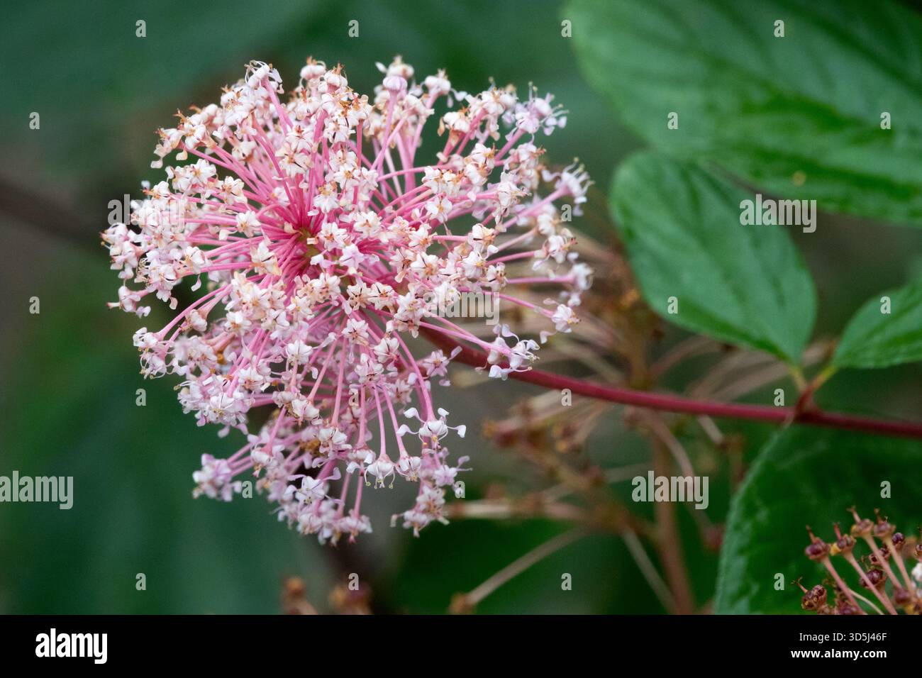 Tige de fleur unique rose Banque D'Images