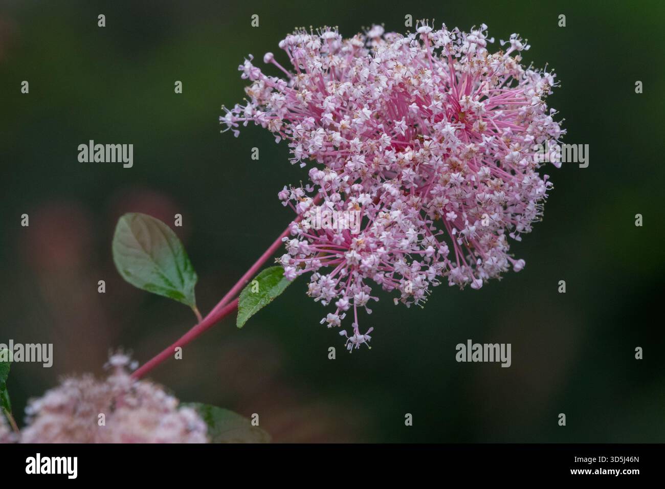 Fleur simple rose belle fleur jardin Ceanothus x pallidus 'Marie Simon' Banque D'Images