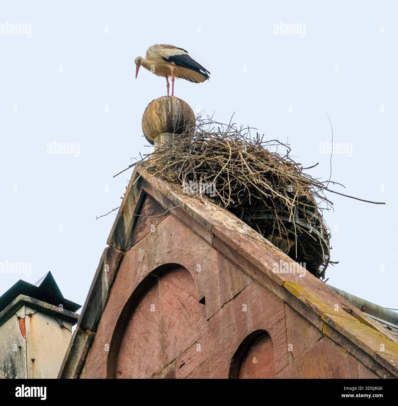 Cigogne blanche et nid sur un toit vu à Munster, une commune du département du Haut-Rhin dans le Grand est dans le nord-est de la France Banque D'Images