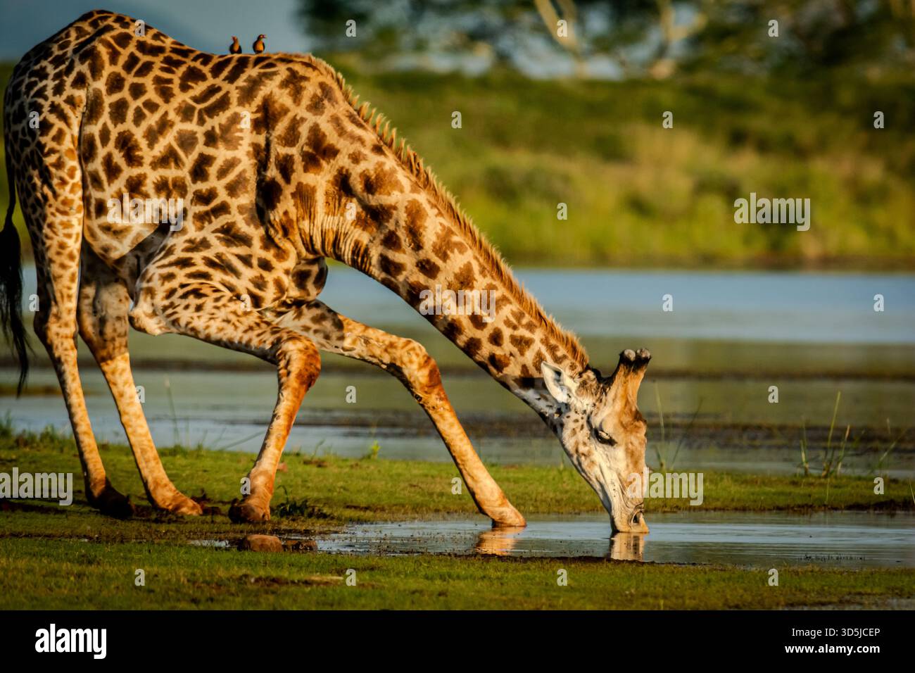 Girafes sauvages dans les paysages africains Banque D'Images