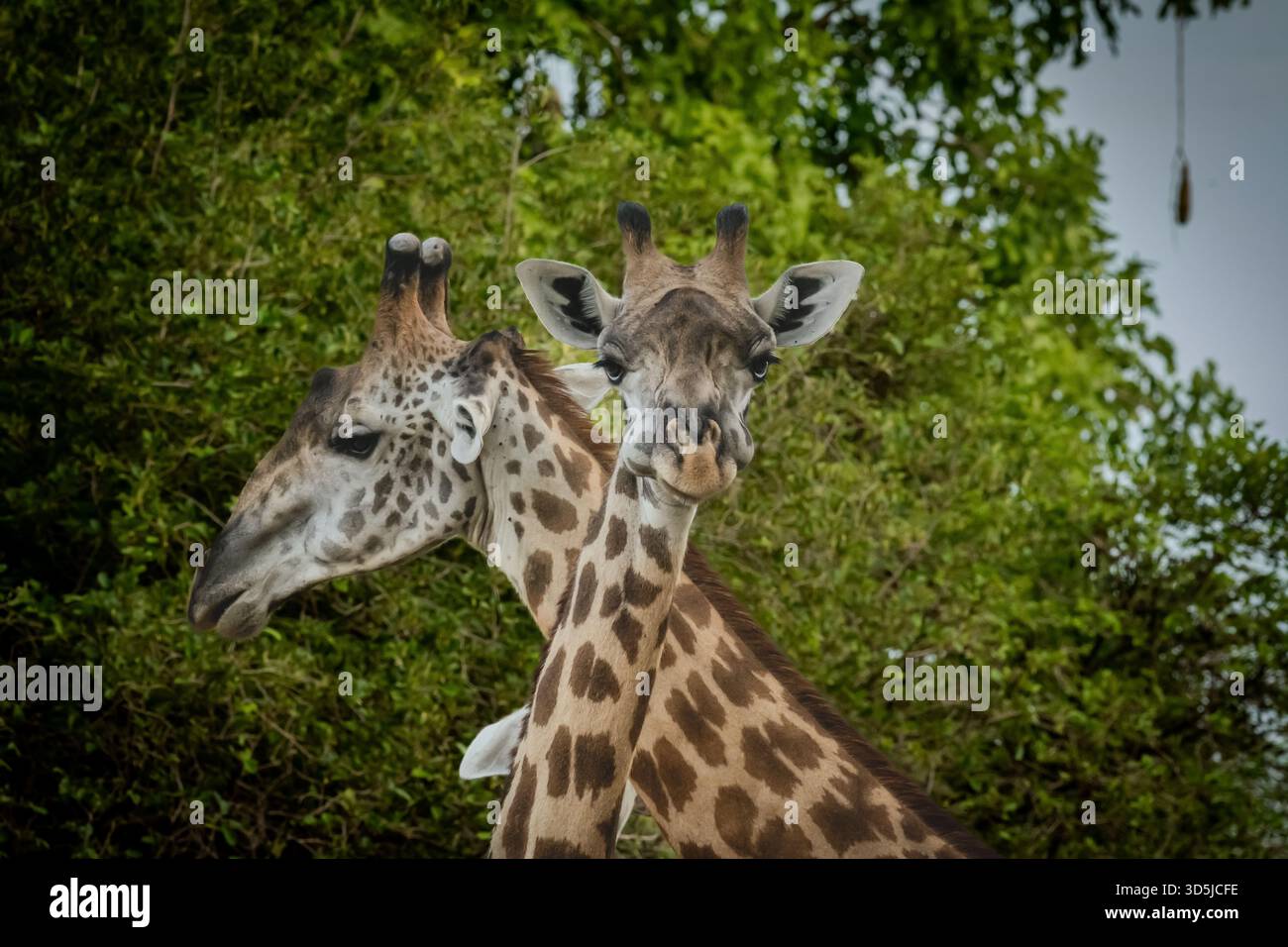 Girafes sauvages dans les paysages africains Banque D'Images