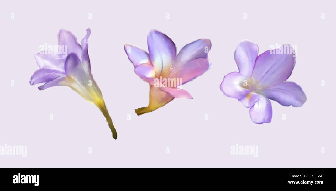 Dessins de fleurs de freesia pourpre dessinés à la main dans divers angles. Bourgeons floraux isolés sur fond violet clair. Convient pour cosmétique, mariage ou sprin Illustration de Vecteur