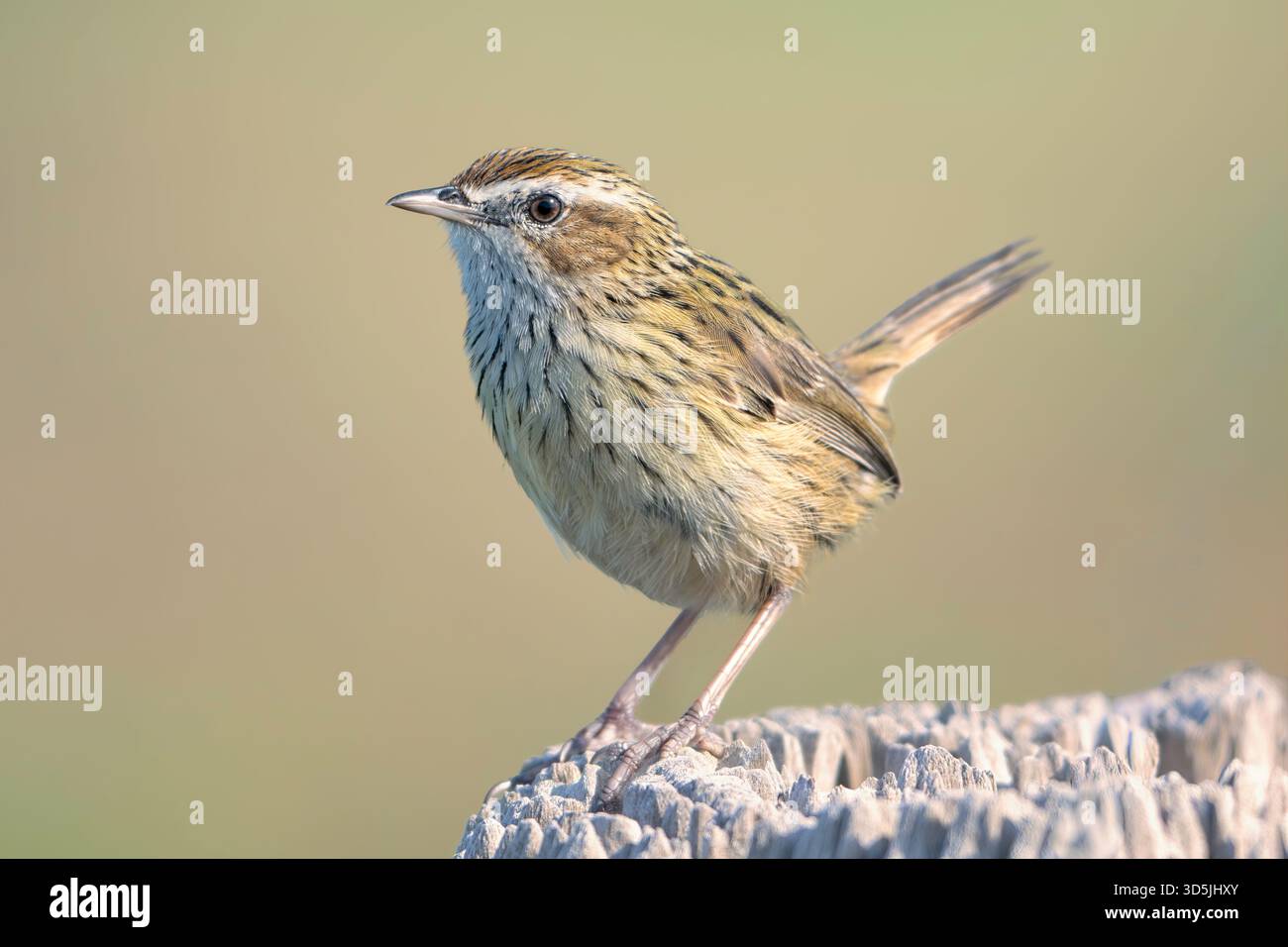 Vue latérale rapprochée d'un champ strié sauvage (Calamanthus fuliginosus) perché sur un poteau en bois altéré, Victoria, Australie Banque D'Images