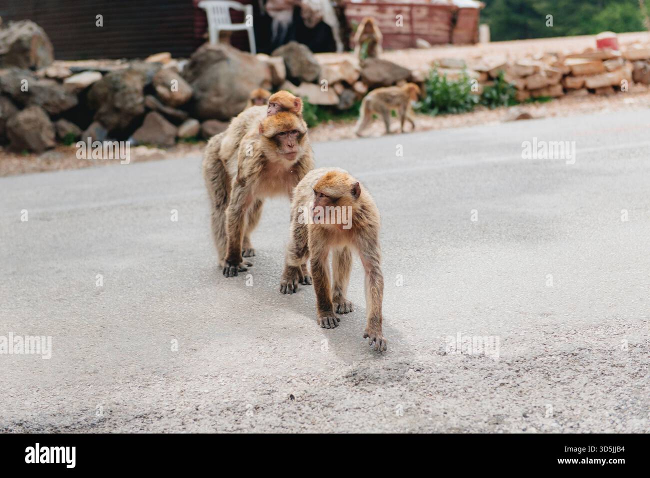 Famille de macaques de Barbarie (Macaca sylvanus) traversant une route, Maroc Banque D'Images